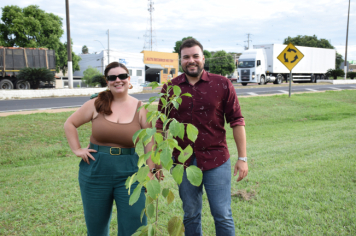 Foto - Plantio dos Ipês