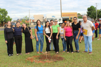 Foto - Plantio dos Ipês