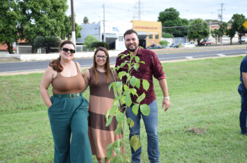 Foto - Plantio dos Ipês