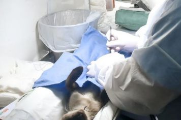 Centro de Zoonoses já realizou castração de 520 cães e gatos em 2021