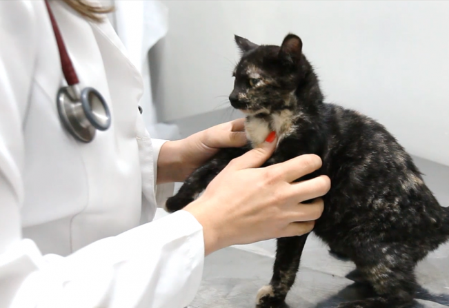 Novo Centro de Controle de Zoonoses já aumenta número de castrações de cães e gatos 
